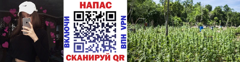 Бошки марихуана THC 21%  Жигулёвск 